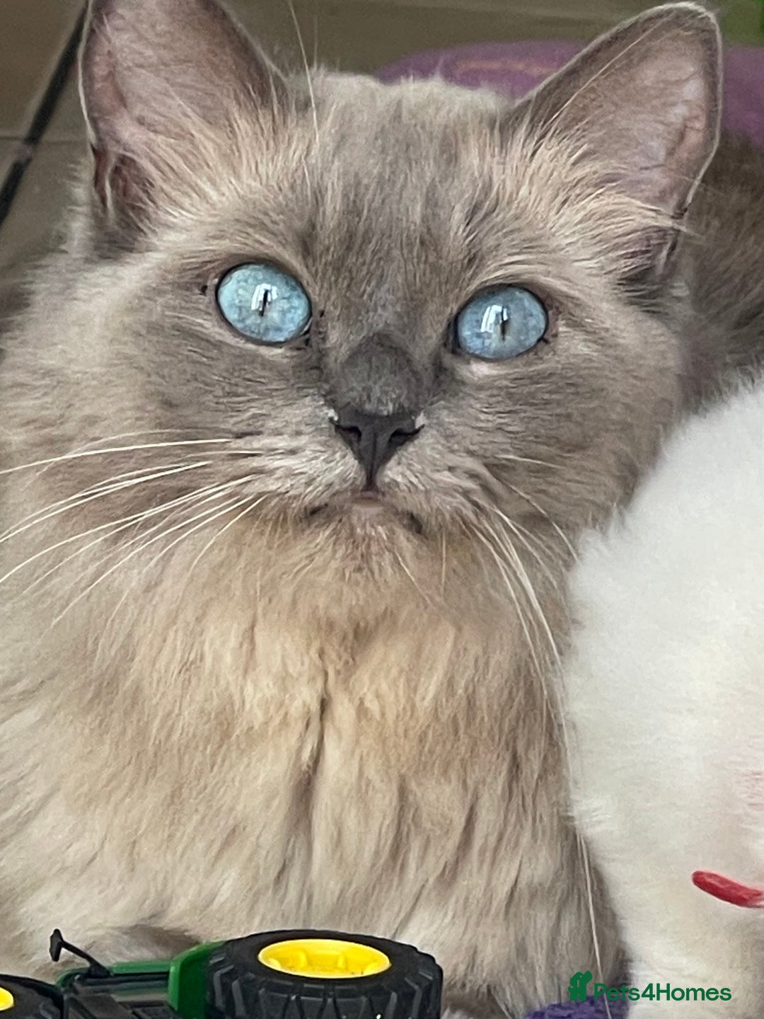 Ragdoll cats for sale: TICA registered pedigree Mink & blue point kittens - Image 1