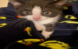 British Shorthair cats for sale: kittens ready now for new home - Image 5