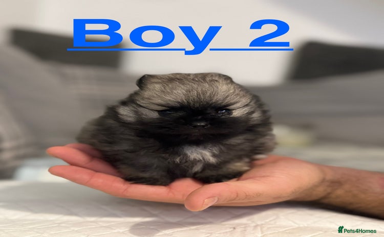 Pomeranian dogs Pomeranian puppies for sale  - Advert 10