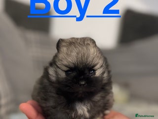 Pomeranian dogs for sale: Pomeranian puppies for sale - Advert 1