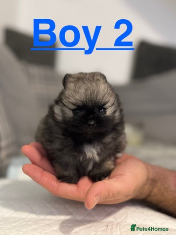 Pomeranian dogs Pomeranian puppies for sale - Advert 10