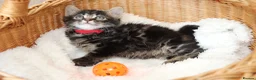 Mixed Breed cats for sale: Tabby Kittens  - Advert 21