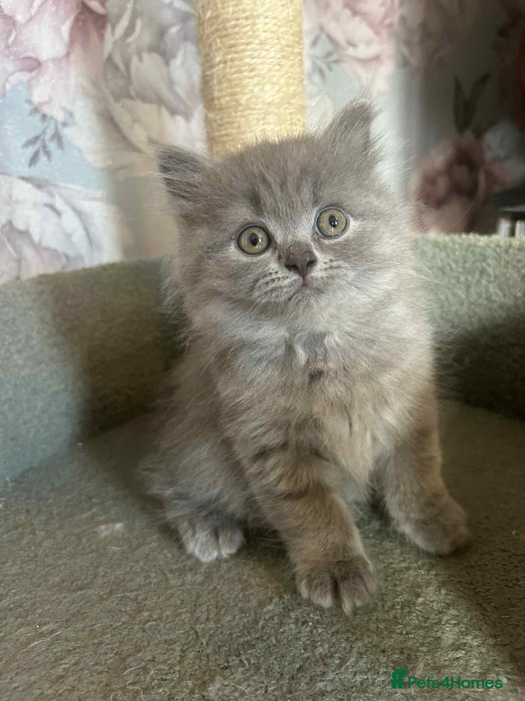 British Longhair cats for sale: British blue kittens  - Image 7