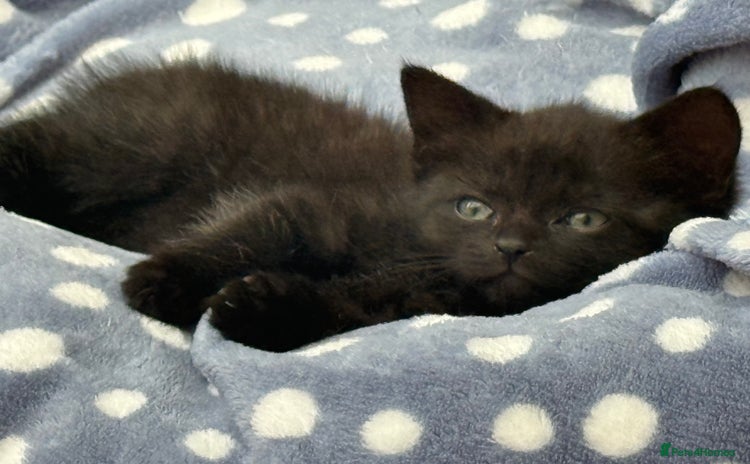 Mixed Breed cats - Advert 8