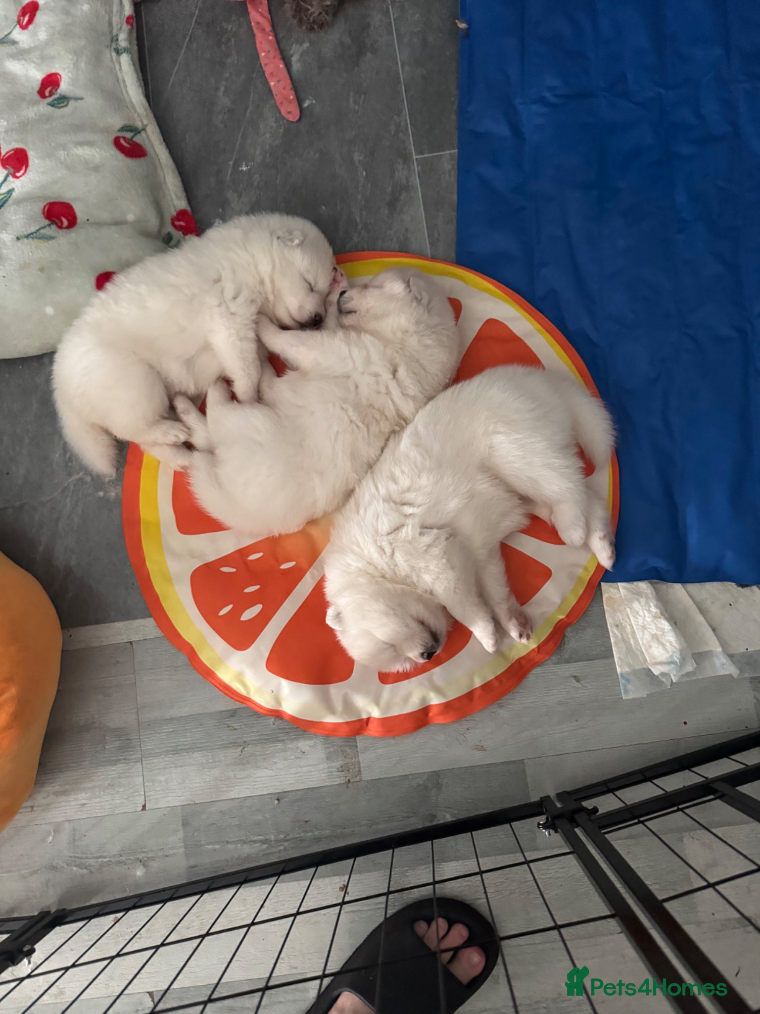 Samoyed dogs for sale: Stunning KC Samoyed babies  - Advert 4