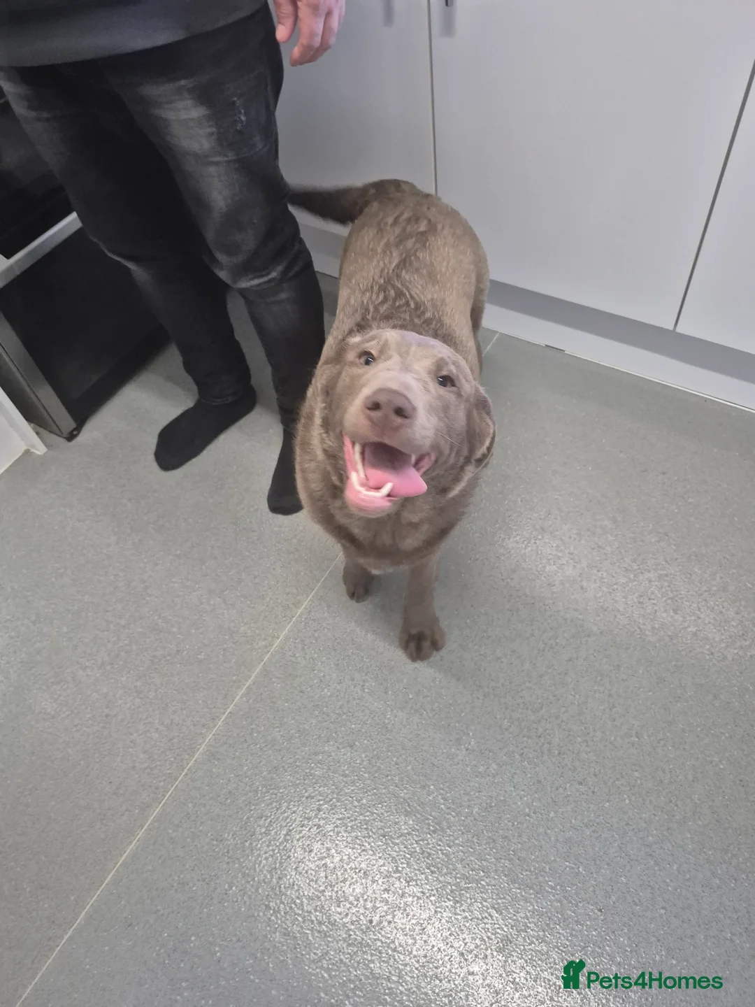 Labrador Retriever dogs for sale: Silver female labrador  - Advert 2