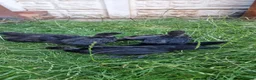 Chickens poultry for sale: Ayam Cemani Chicks – Hatched 12th June – Unsexed - Advert 7