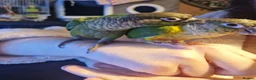 Conures birds for sale: 1 baby yellow front conure hand tame - Advert 2