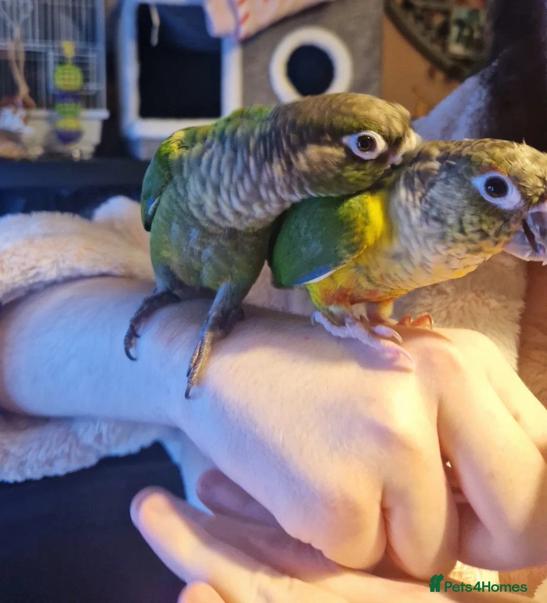 Conures birds for sale: 1 baby yellow front conure hand tame - Advert 2