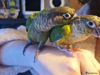 Conures birds 2 baby conures hand tame - Advert 13