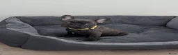 French Bulldog dogs for sale: French bulldog  - Advert 6