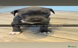 Mixed Breed dogs for sale: Staffy x mastiff mix  - Image 20