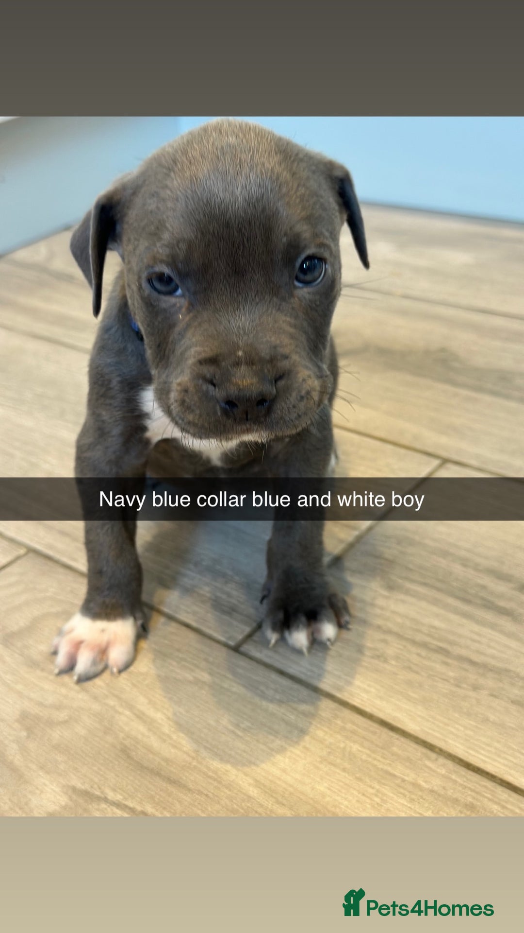 Mixed Breed dogs for sale: Staffy x mastiff mix  - Image 20