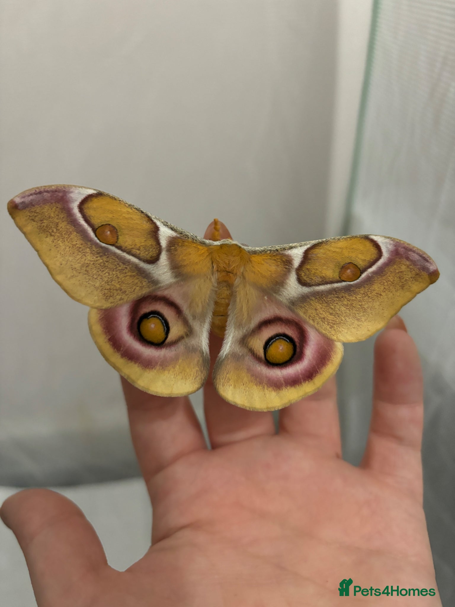 Mixed Breed invertebrates Madagascan bullseye cocoon - Advert 2