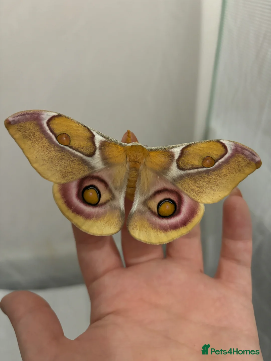 Mixed Breed invertebrates for sale: Madagascan bullseye cocoon - Advert 2