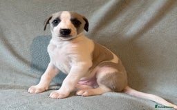 Whippet dogs for sale: Stunning whippet puppies - Image 1