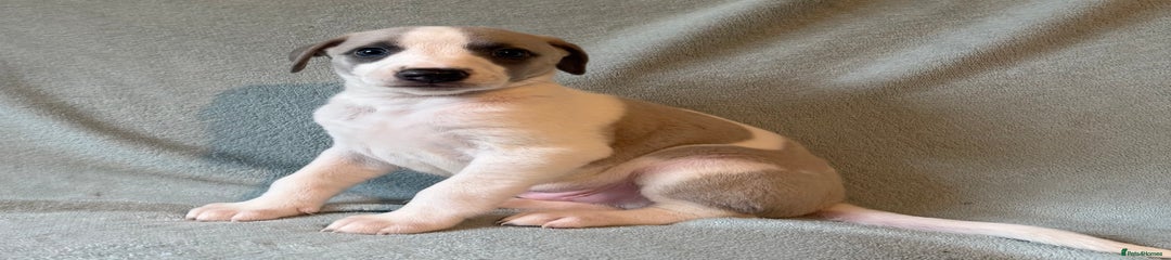 Whippet Puppy 1