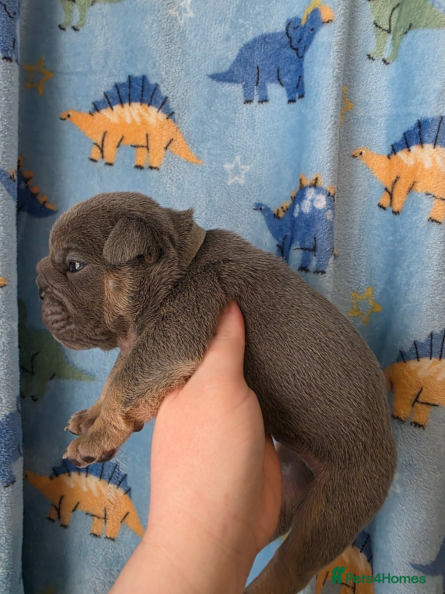 English Bulldog dogs Kc british bulldog pups - Advert 13