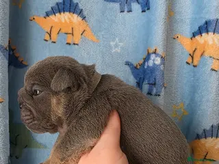 English Bulldog dogs Kc british bulldog pups - Advert 13