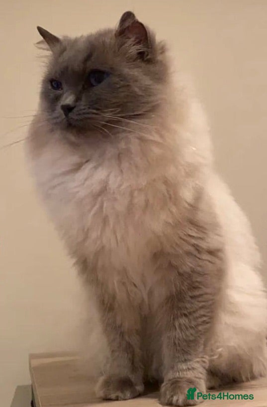 Ragdoll cats Ragdoll Cross long coated kittens - Advert 2