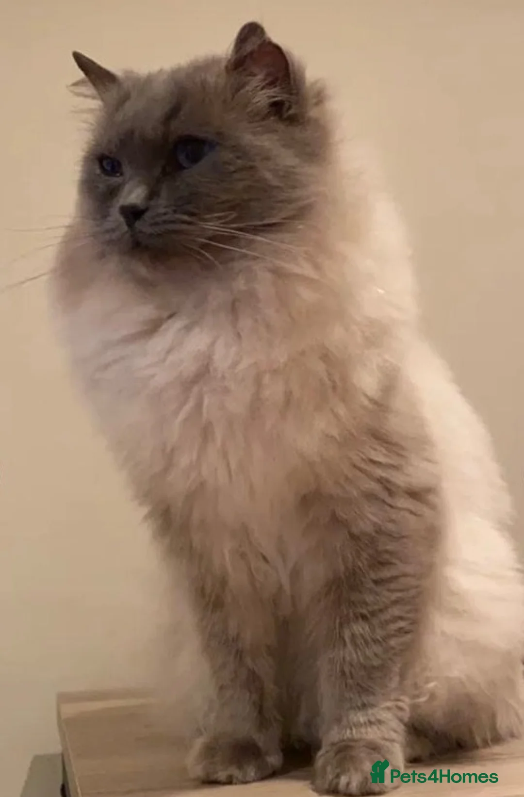 Ragdoll cats for sale: Ragdoll Cross long coated kittens - Advert 2