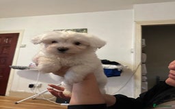 Mixed Breed dogs for sale: Stunning golden and white bichon puppies  - Image 5