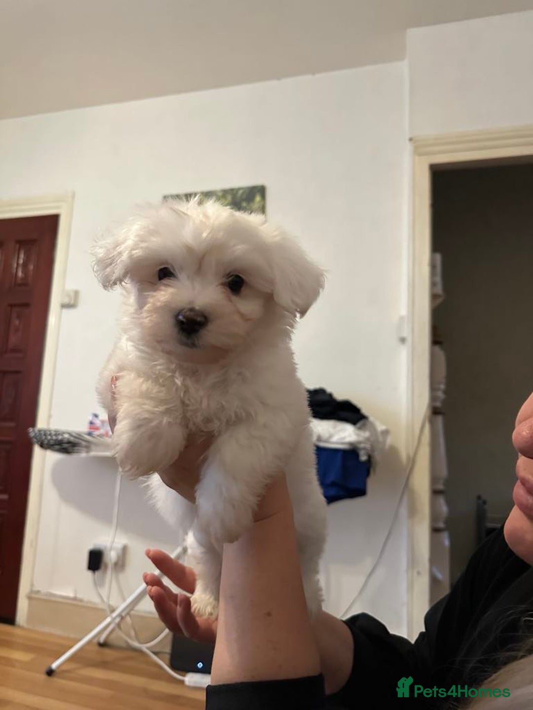Mixed Breed dogs for sale: Stunning golden and white bichon puppies  - Image 5