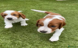 Welsh Springer Spaniel dogs for sale: One little Welsh Springer Spaniel boy!  - Image 9