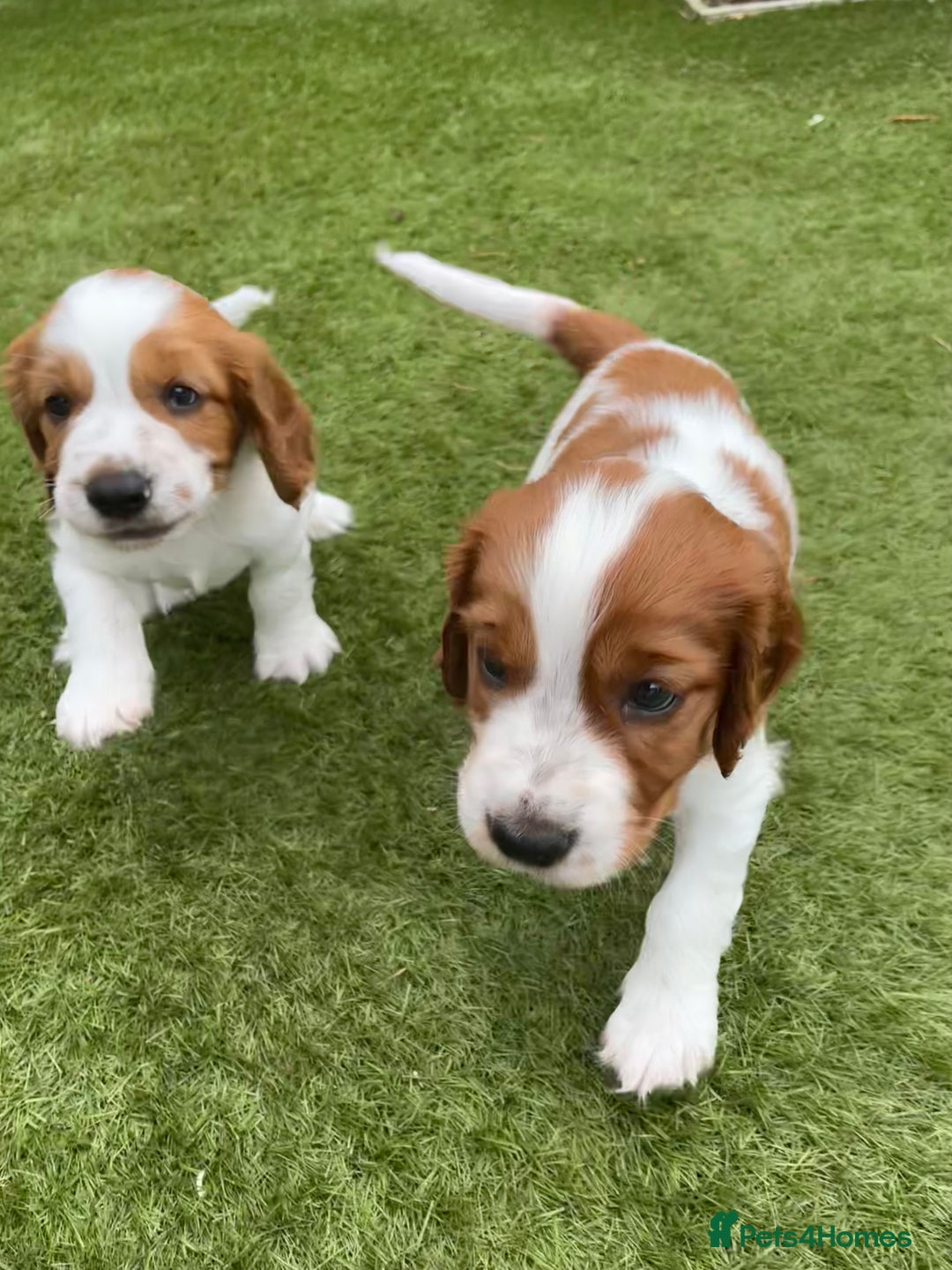 Welsh Springer Spaniel dogs for sale: One little Welsh Springer Spaniel boy!  - Image 9