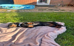 Miniature Dachshund dogs for sale: Black & tan mini dachshund  in Huntingdon - Image 5