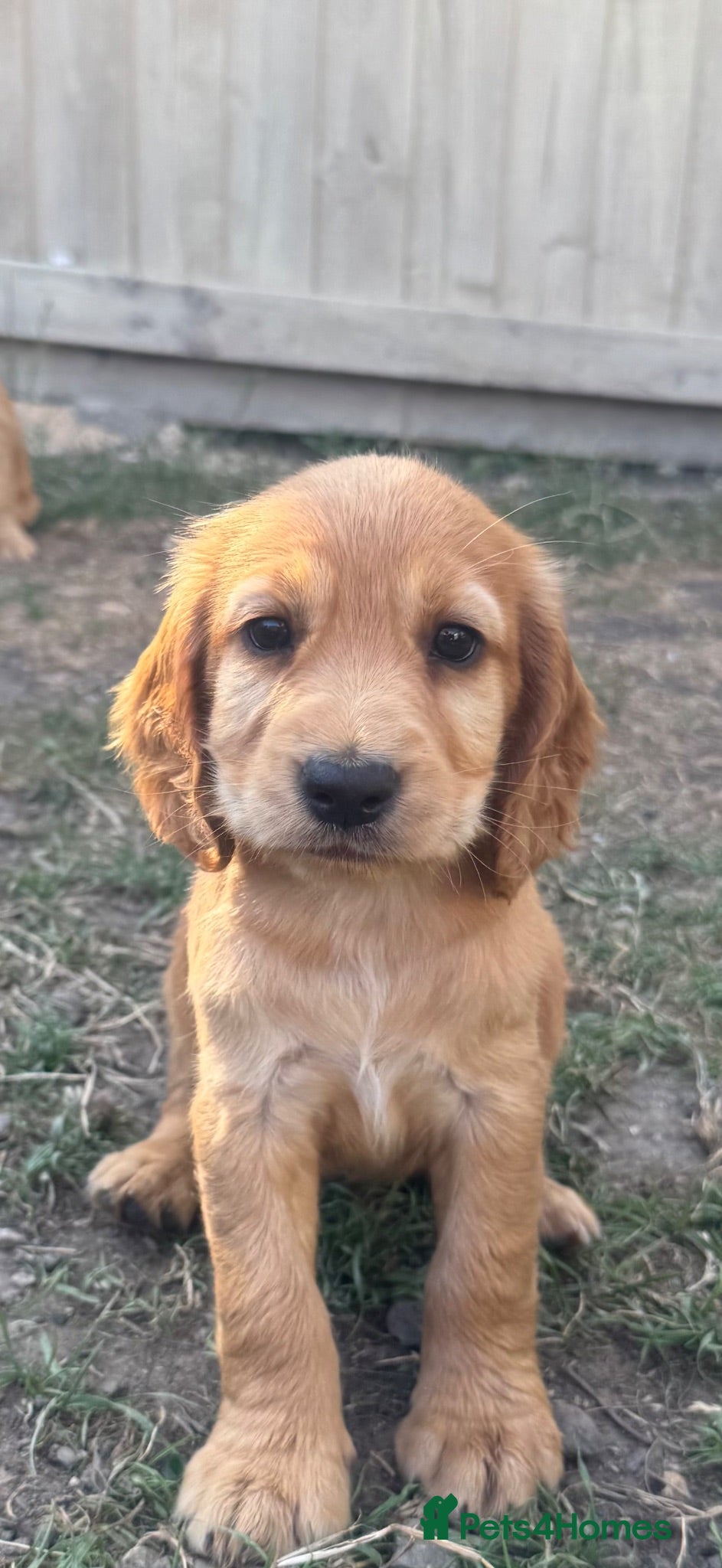 Cocker Spaniel dogs Beautiful litter of cocker spaniel puppies - Advert 2