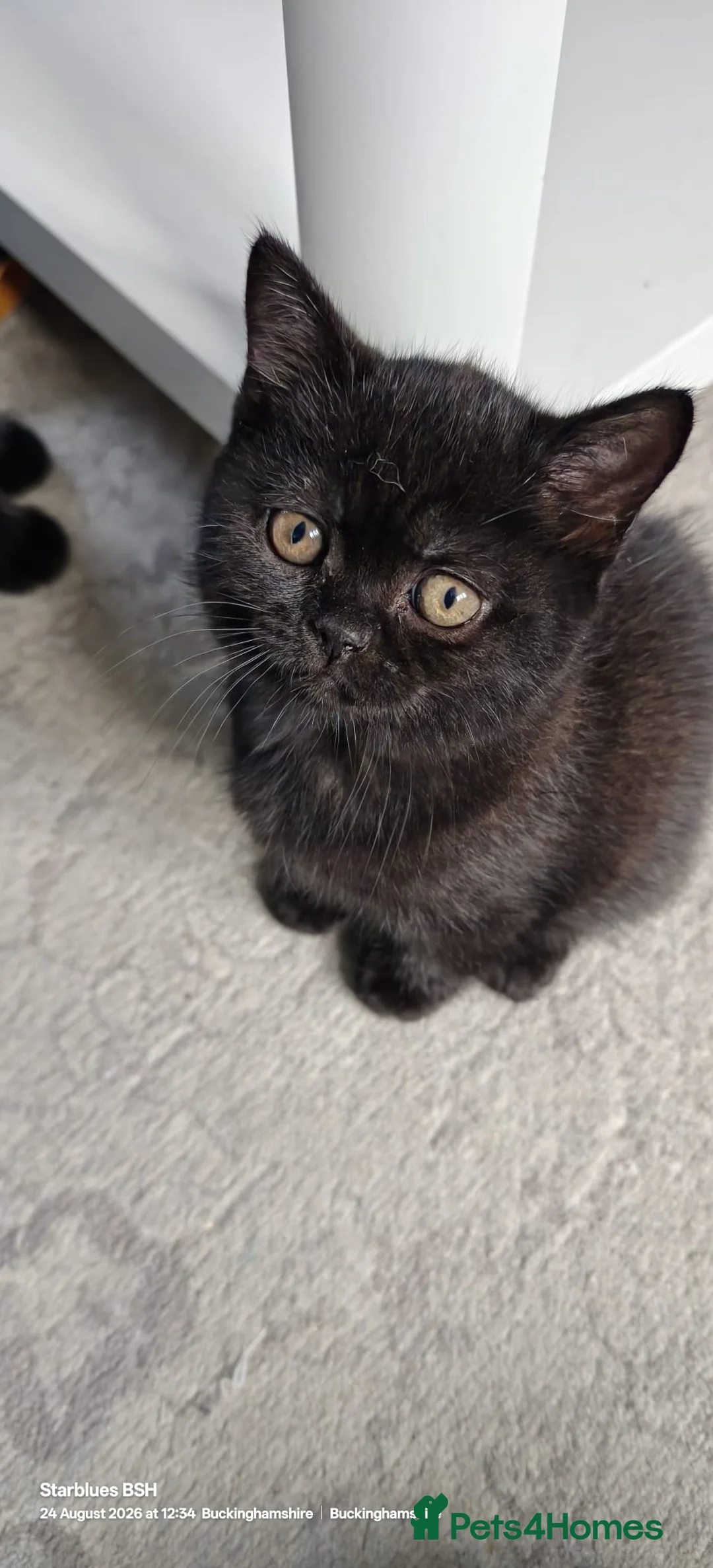 British Shorthair cats for sale: GCCF Registered British Shorthair Kittens Black  - Advert 2