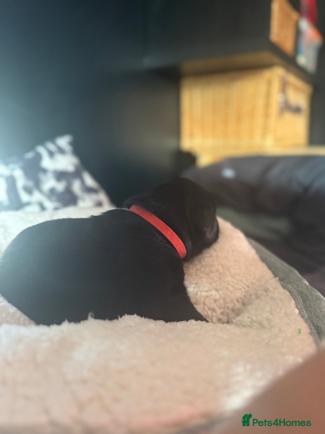 Labrador Retriever dogs for sale: 1 Excellent, outstanding male ready 9 November  - Image 6