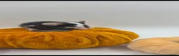 Mouse rodents for sale: girl mice - Advert 4