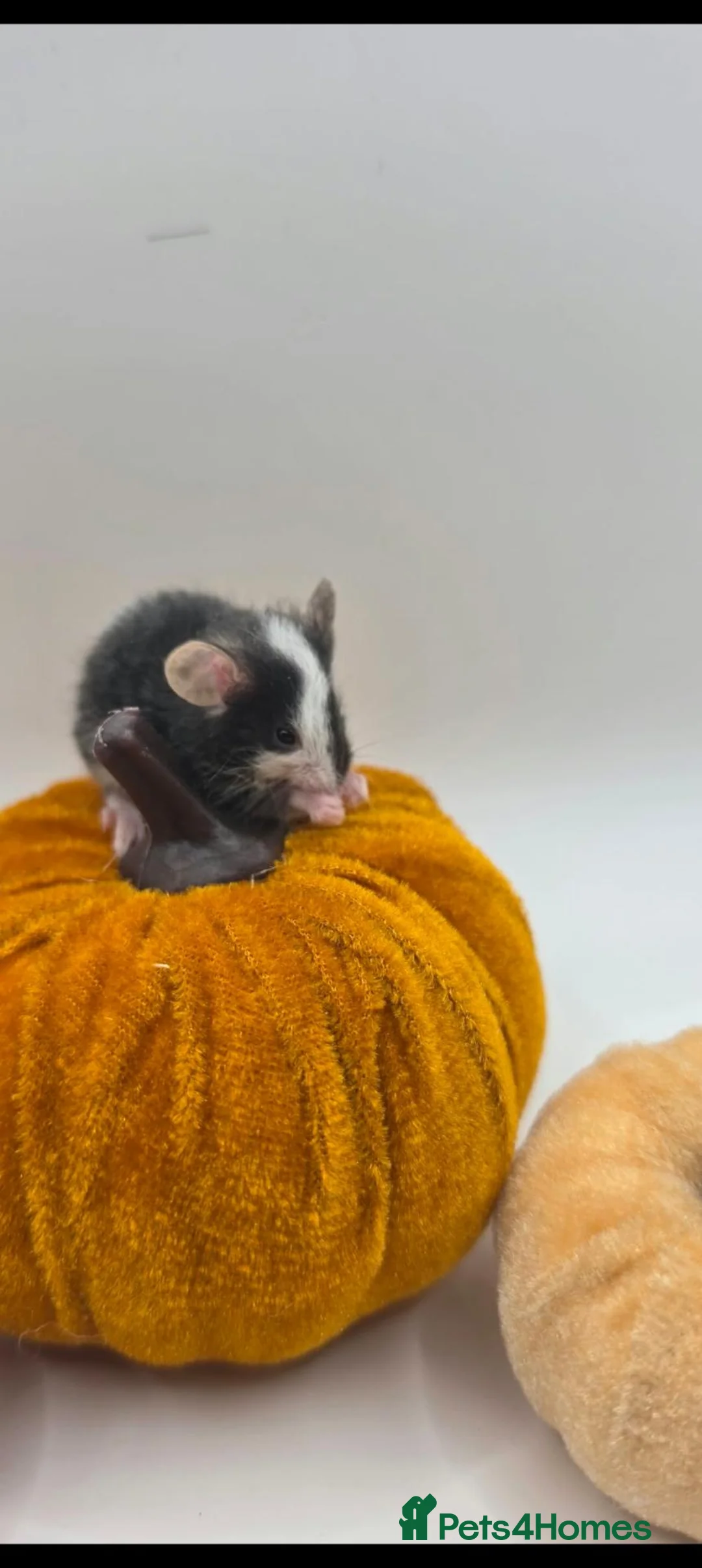 Mouse rodents for sale: girl mice - Advert 4