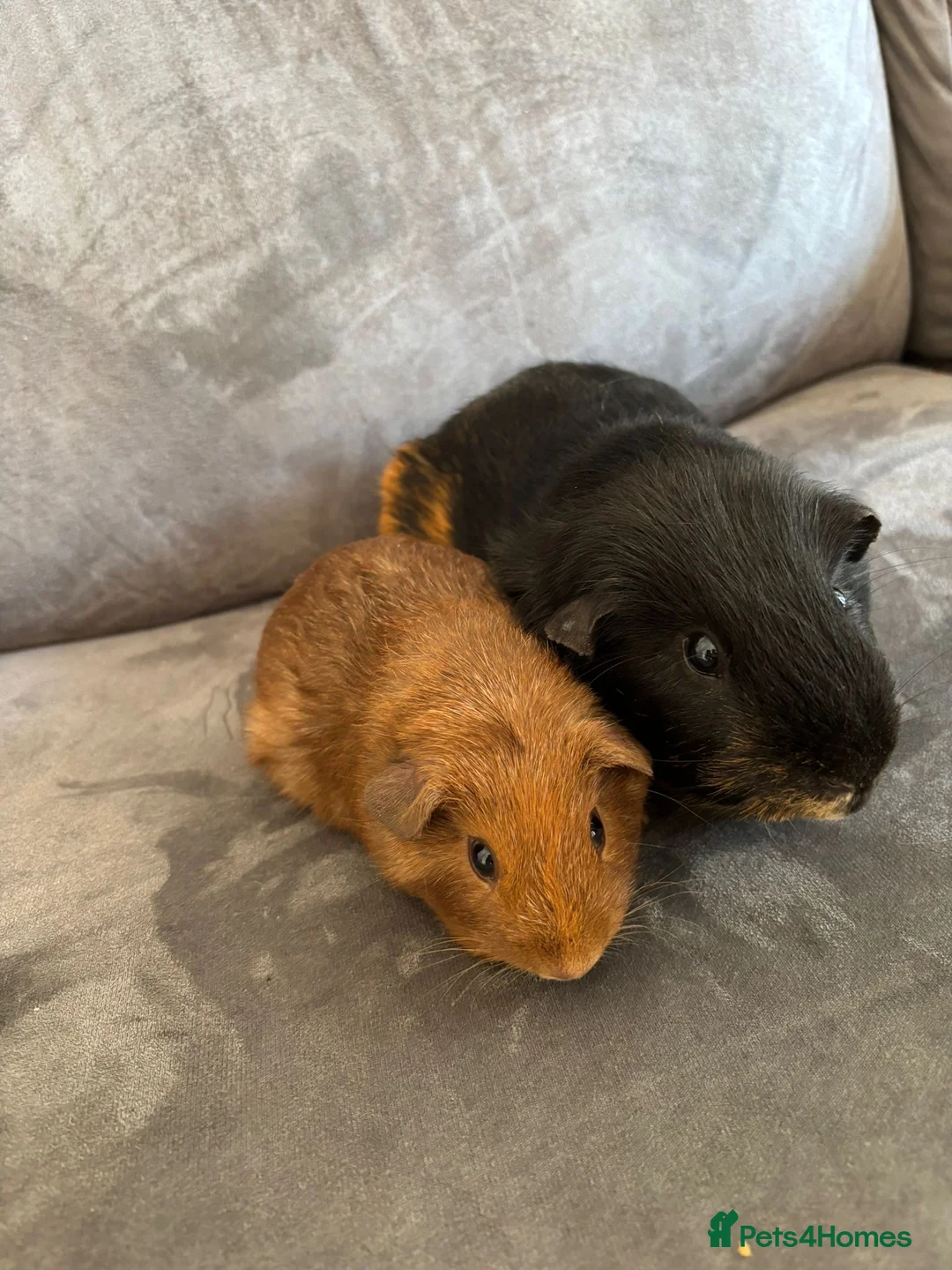 Guinea Pig rodents for sale: X2 bonded male boy Guineapigs ready now  - Advert 2