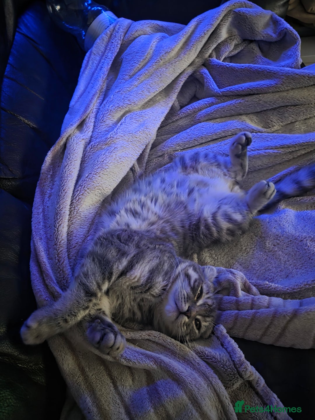 Scottish Fold cats for sale: Scottish Fold kitten. (last boy) - Image 4