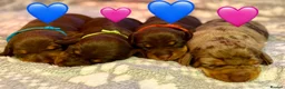 Miniature Dachshund dogs for stud: PROVEN MINIATURE DACHSHUND STUD in Faringdon - Advert 16