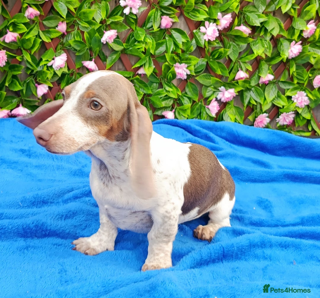 Dachshund dogs for sale: FULLY VAC RAINBOW MINI DAXI PRA CLR KC REG - Image 2