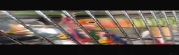 Lovebirds birds for sale: Love bird rehoming in Warrington - Advert 4
