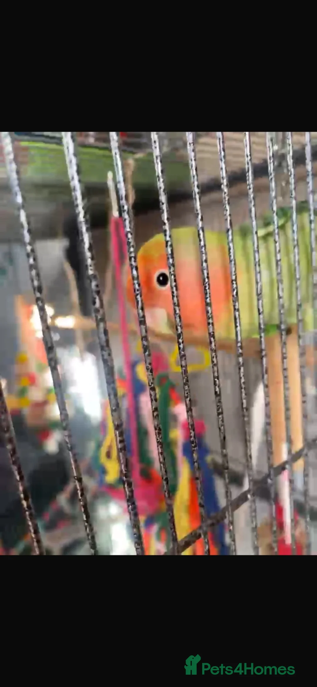 Lovebirds birds for sale: Love bird rehoming in Warrington - Advert 4