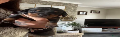 Miniature Dachshund Puppy 4