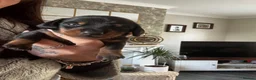 Miniature Dachshund dogs for sale: Beautiful miniature dachshund puppies Isabella  in Nottingham - Advert 11