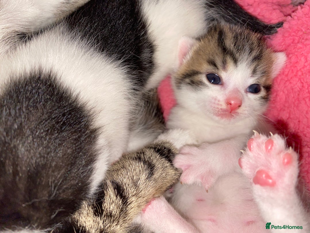 British Shorthair cats for sale: Beautiful baby kittens ready 23rd Dec - Advert 19