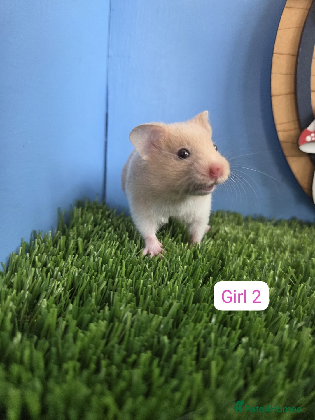 Hamster rodents for sale: Baby Syrian Hamster Male Female Boy Girl Pedigree  - Image 2