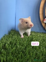 Hamster rodents - Advert 15