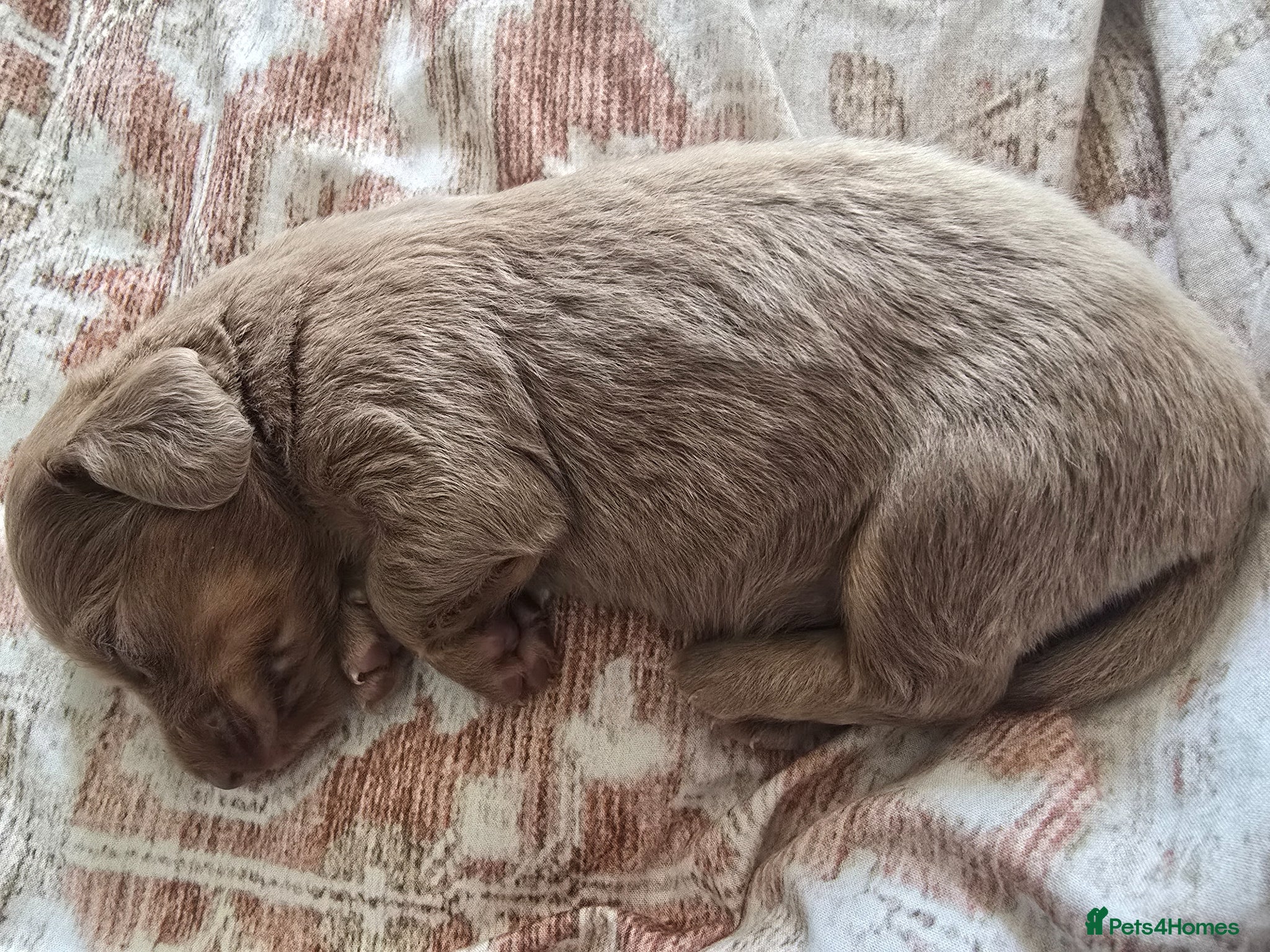 Dachshund dogs Mini dachshund long hair 😍  - Advert 1