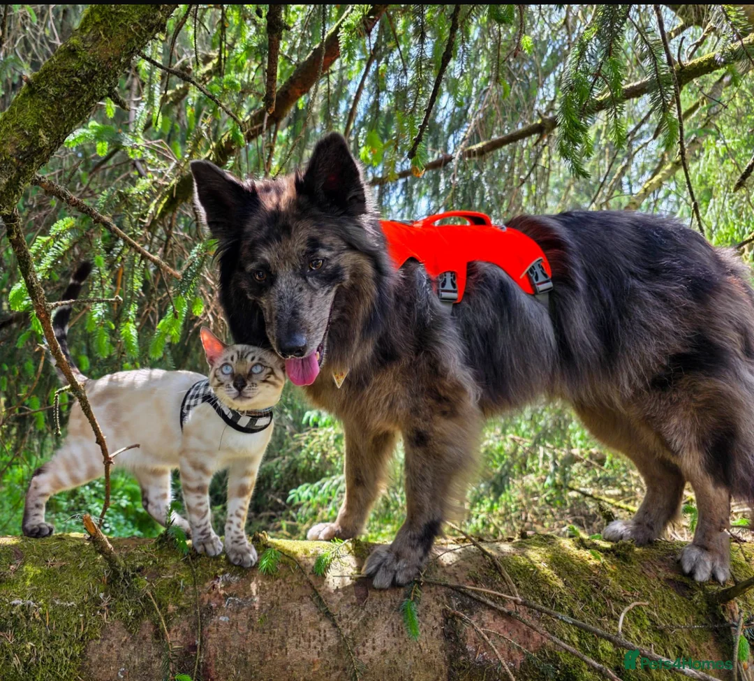 Bengal cats for sale: 🥇🏆Gorgeous Pedigree Tica Pure Bengals🏆🥇 - Advert 22