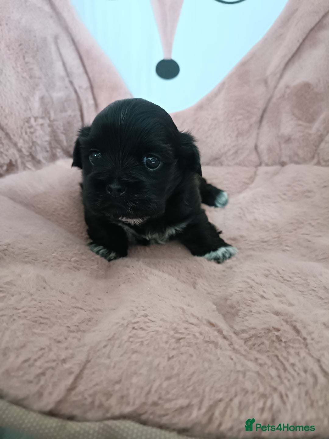 Mixed Breed dogs for sale: Beautiful shihpoo looking for perfect forever home - Image 2