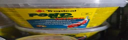 Pond Fish fish for sale: Pond sticks and sturgeon foods - Advert 1